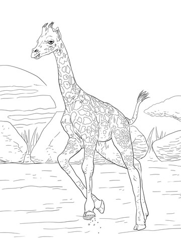 Rothschild Giraffe Calf Coloring Page